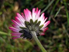 Sedmikráska obecná - chudobka (Bellis perennis L.)