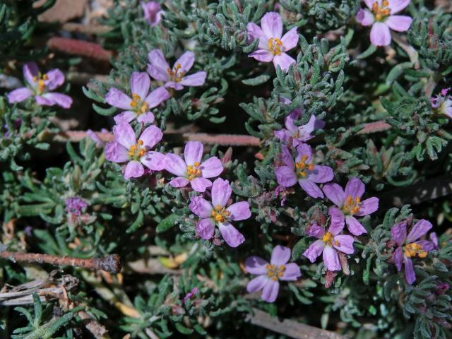 Frankenie chlupatá (Frankenia hirsuta L.)