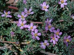 Frankenie chlupatá (Frankenia hirsuta L.)