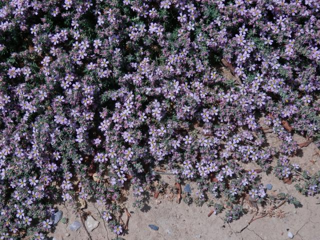 Frankenie chlupatá (Frankenia hirsuta L.)