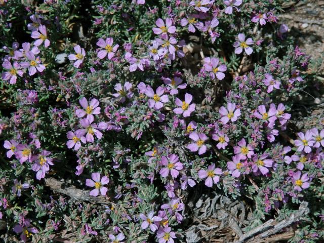 Frankenie chlupatá (Frankenia hirsuta L.)