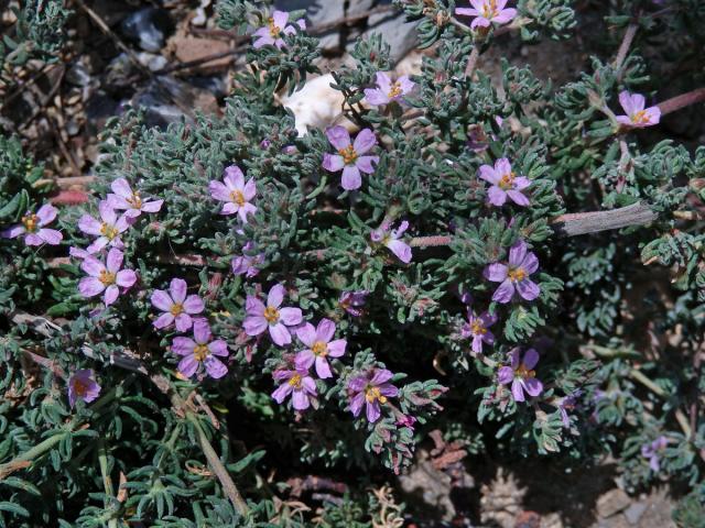 Frankenie chlupatá (Frankenia hirsuta L.)