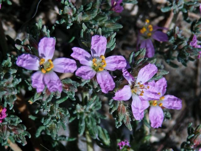 Frankenie chlupatá (Frankenia hirsuta L.)