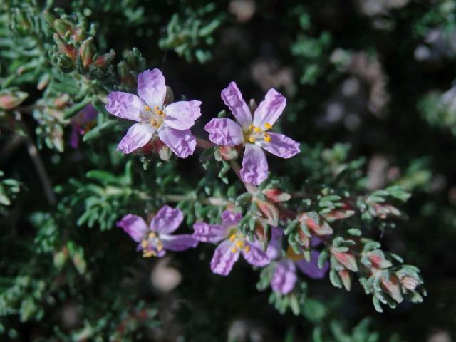 Frankenie chlupatá (Frankenia hirsuta L.)