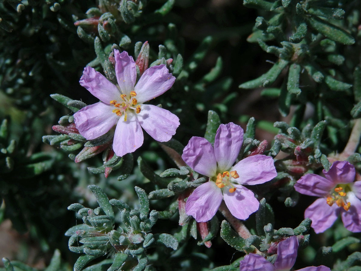 Frankenie chlupatá (Frankenia hirsuta L.)