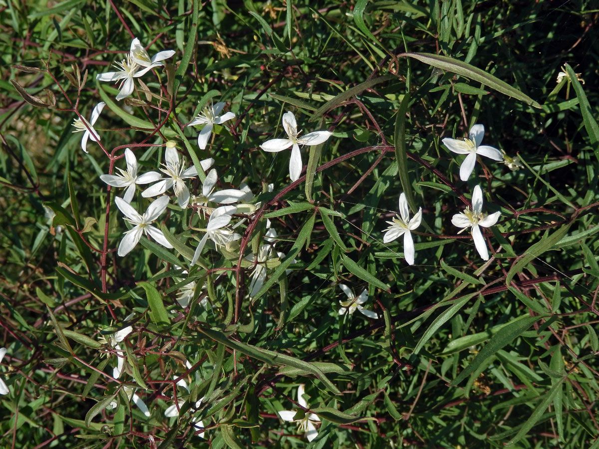 Plamének palčivý (Clematis flammula L.)