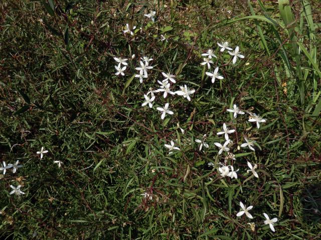 Plamének palčivý (Clematis flammula L.)