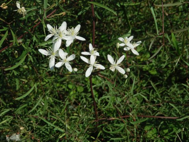 Plamének palčivý (Clematis flammula L.)