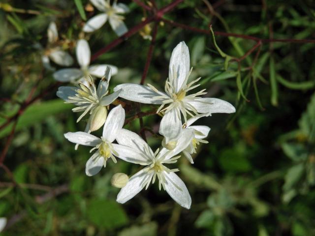 Plamének palčivý (Clematis flammula L.)