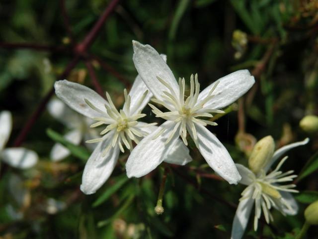 Plamének palčivý (Clematis flammula L.)