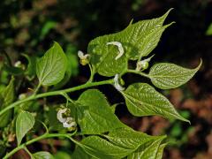 Břestovec západní (Celtis occidentalis L.)