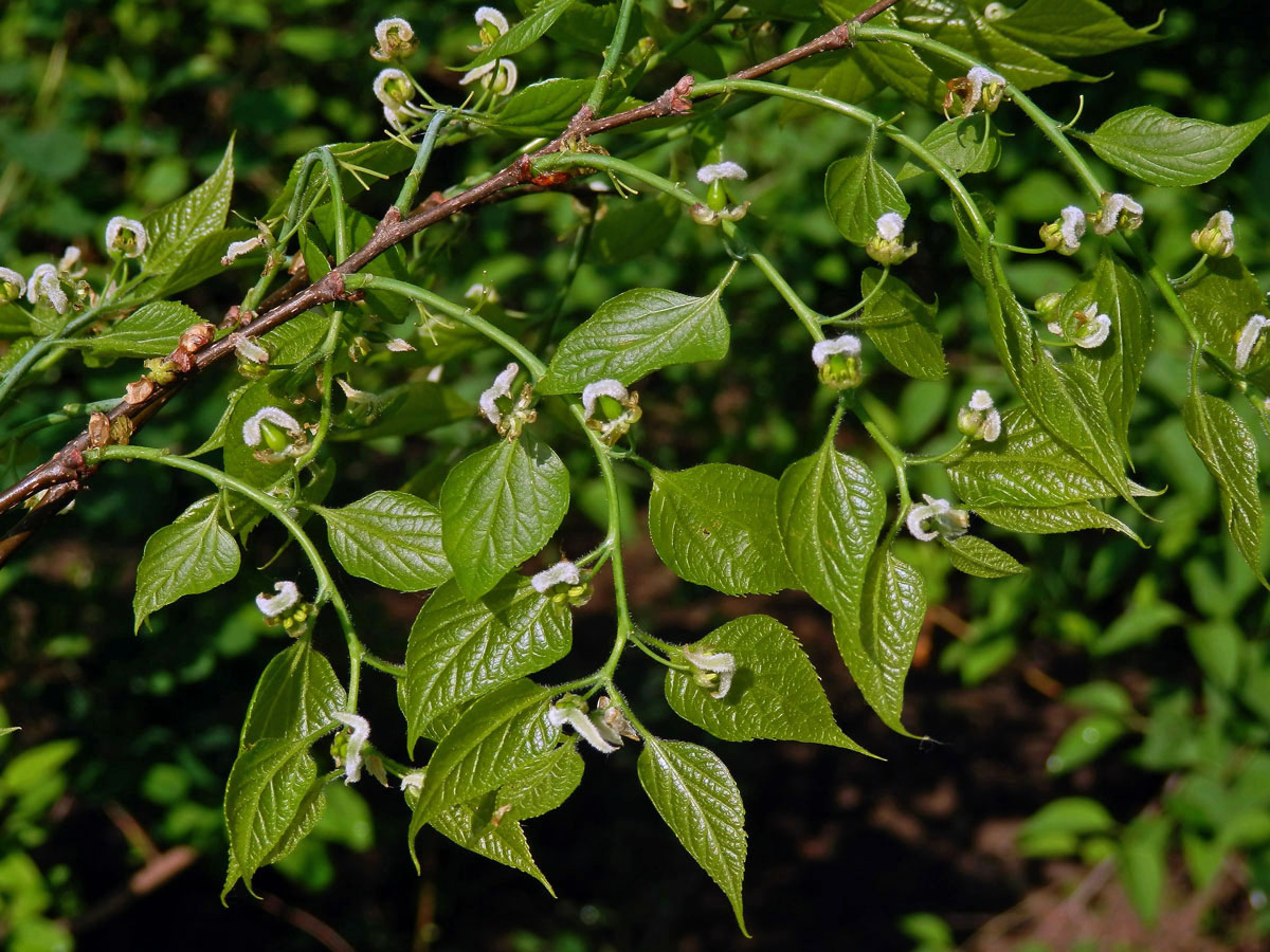 Břestovec západní (Celtis occidentalis L.)