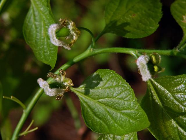 Břestovec západní (Celtis occidentalis L.)