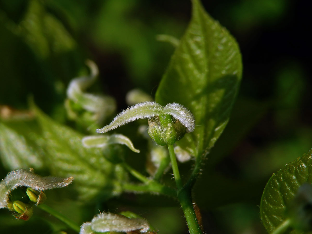 Břestovec západní (Celtis occidentalis L.)