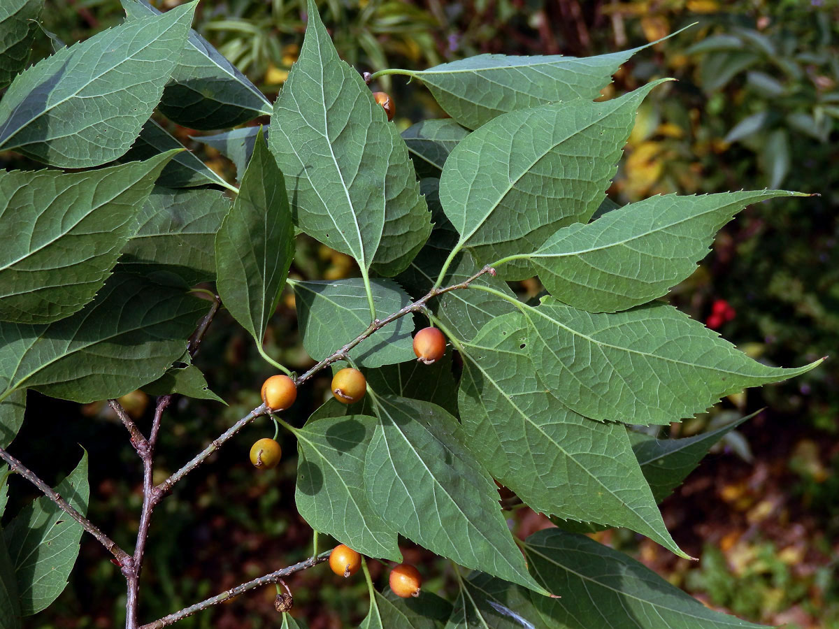 Břestovec západní (Celtis occidentalis L.)