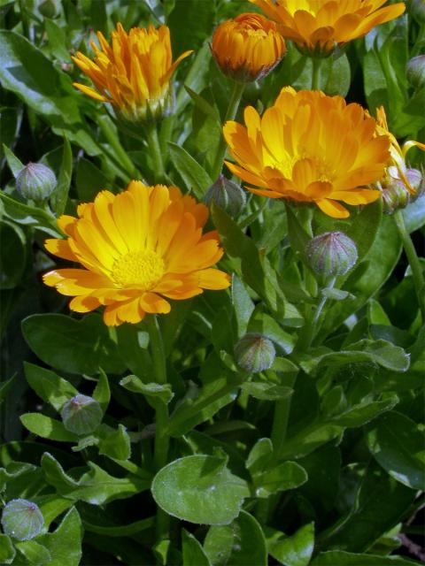 Měsíček lékařský (Calendula officinalis L.)