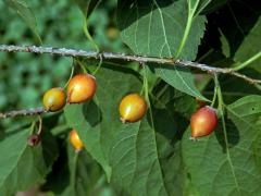 Břestovec západní (Celtis occidentalis L.)