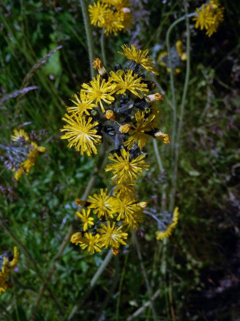 Jestřábník trsnatý (Hieracium caespitosum Dum.)