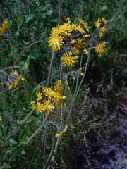 Jestřábník trsnatý (Hieracium caespitosum Dum.)