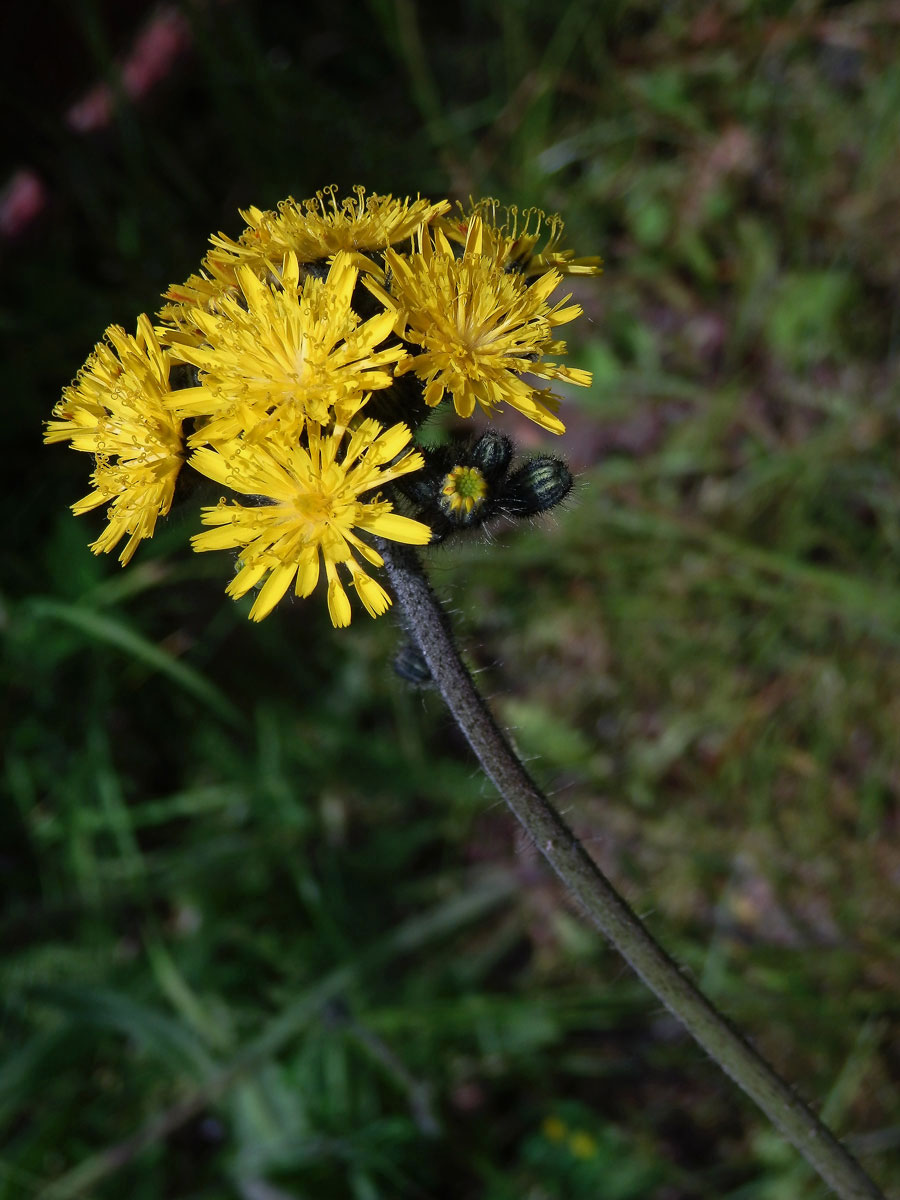 Jestřábník trsnatý (Hieracium caespitosum Dum.)