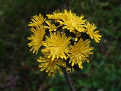 Jestřábník trsnatý (Hieracium caespitosum Dum.)