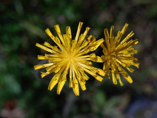 Jestřábník trsnatý (Hieracium caespitosum Dum.)