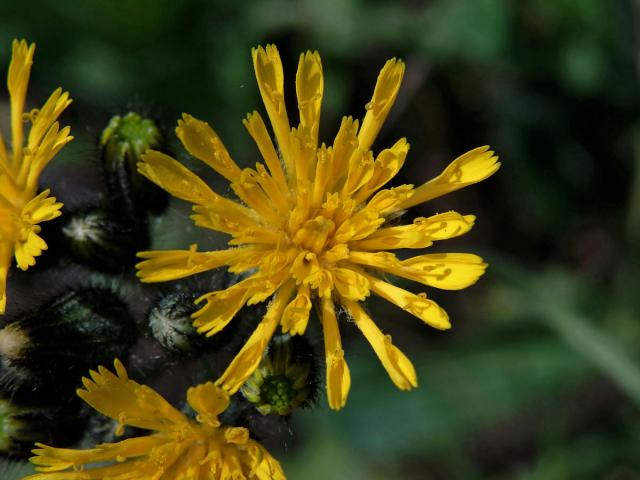 Jestřábník trsnatý (Hieracium caespitosum Dum.)