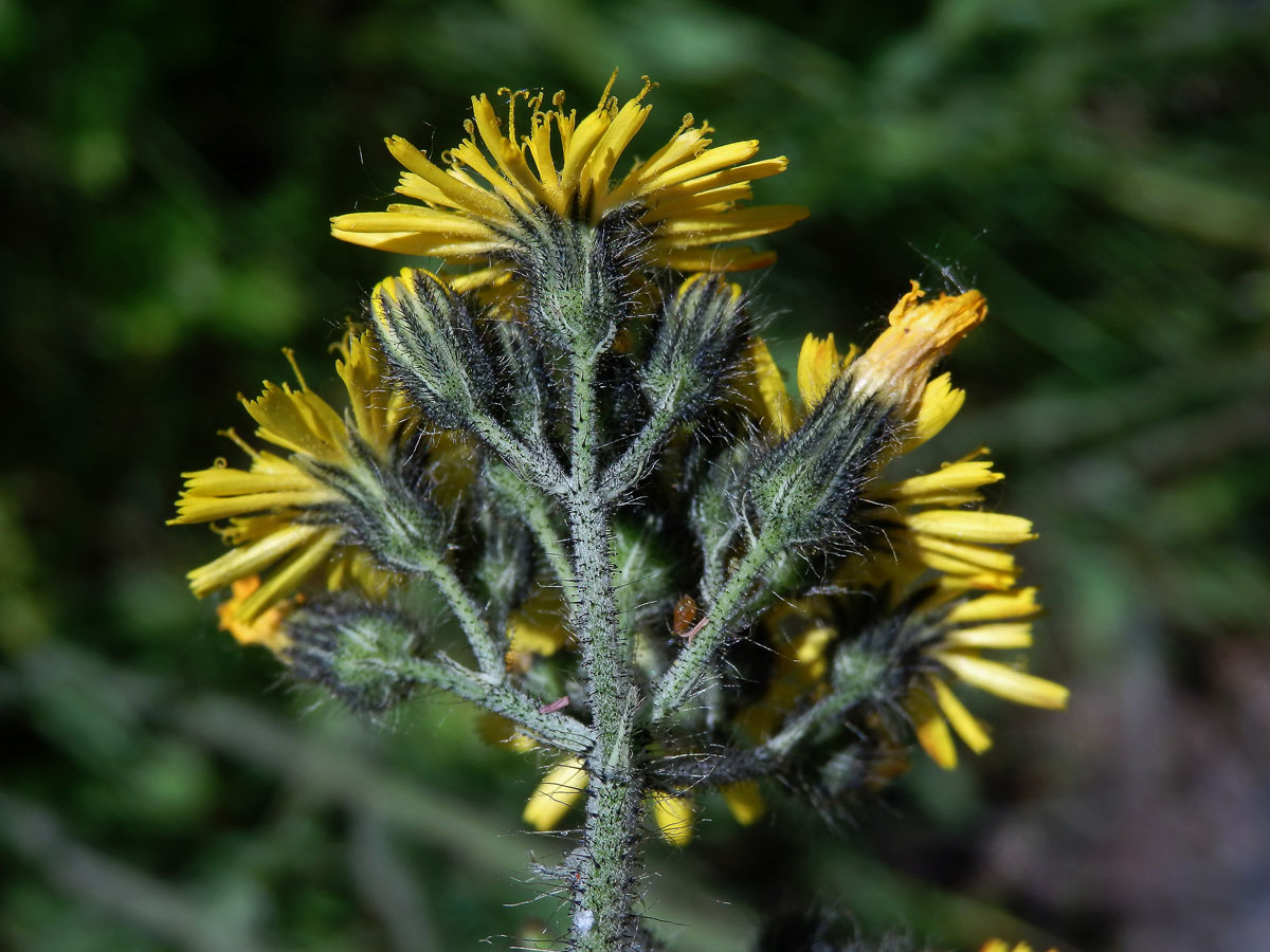 Jestřábník trsnatý (Hieracium caespitosum Dum.)