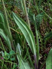 Jestřábník trsnatý (Hieracium caespitosum Dum.)