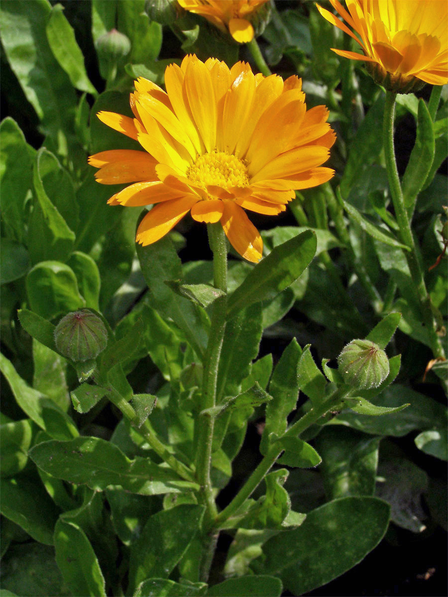 Měsíček lékařský (Calendula officinalis L.)