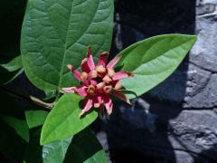 Sazaník květnatý (Calycanthus floridus L.)