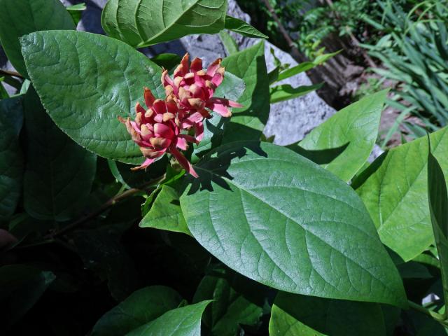 Sazaník květnatý (Calycanthus floridus L.)