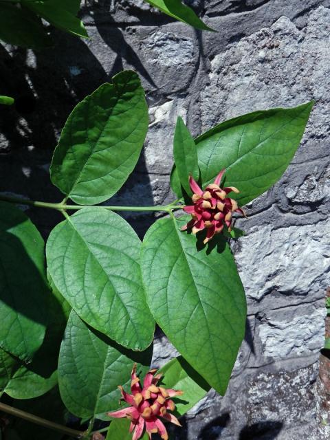 Sazaník květnatý (Calycanthus floridus L.)