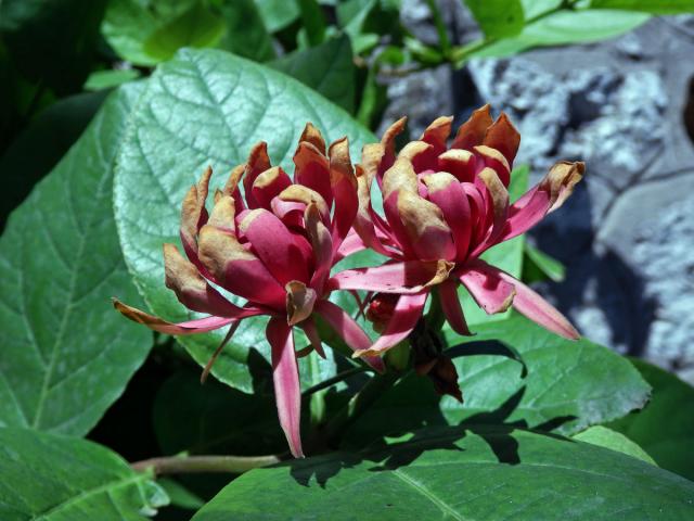 Sazaník květnatý (Calycanthus floridus L.)