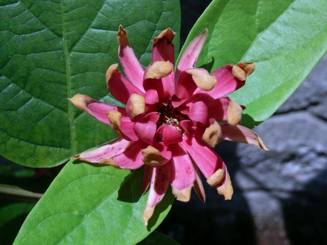 Sazaník květnatý (Calycanthus floridus L.)