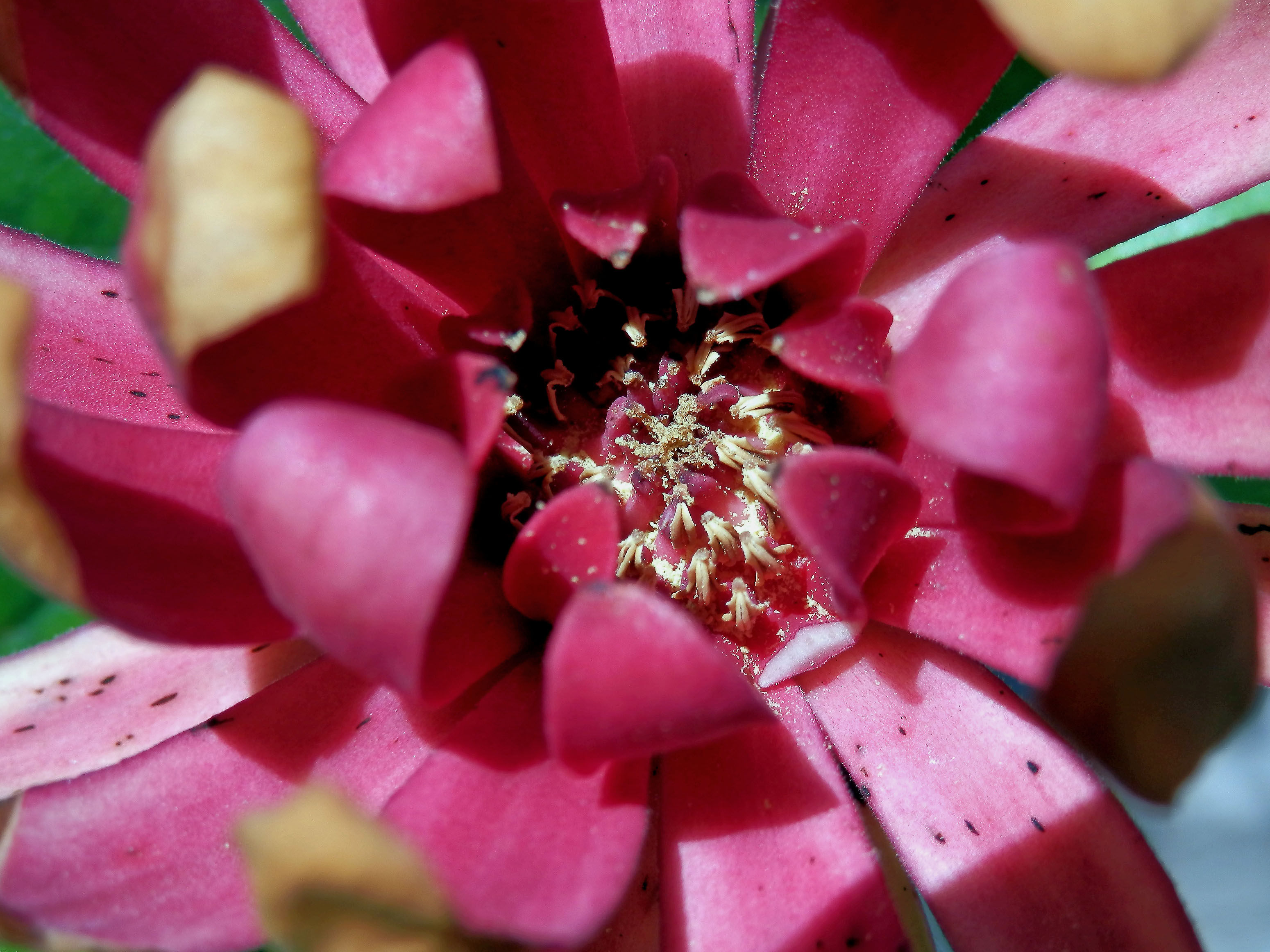 Sazaník květnatý (Calycanthus floridus L.)