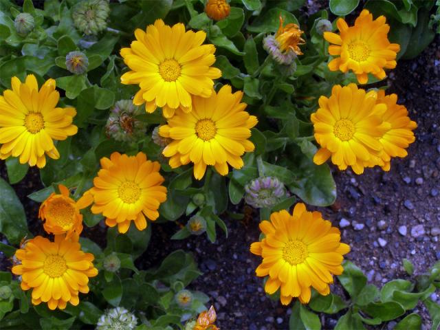 Měsíček lékařský (Calendula officinalis L.)