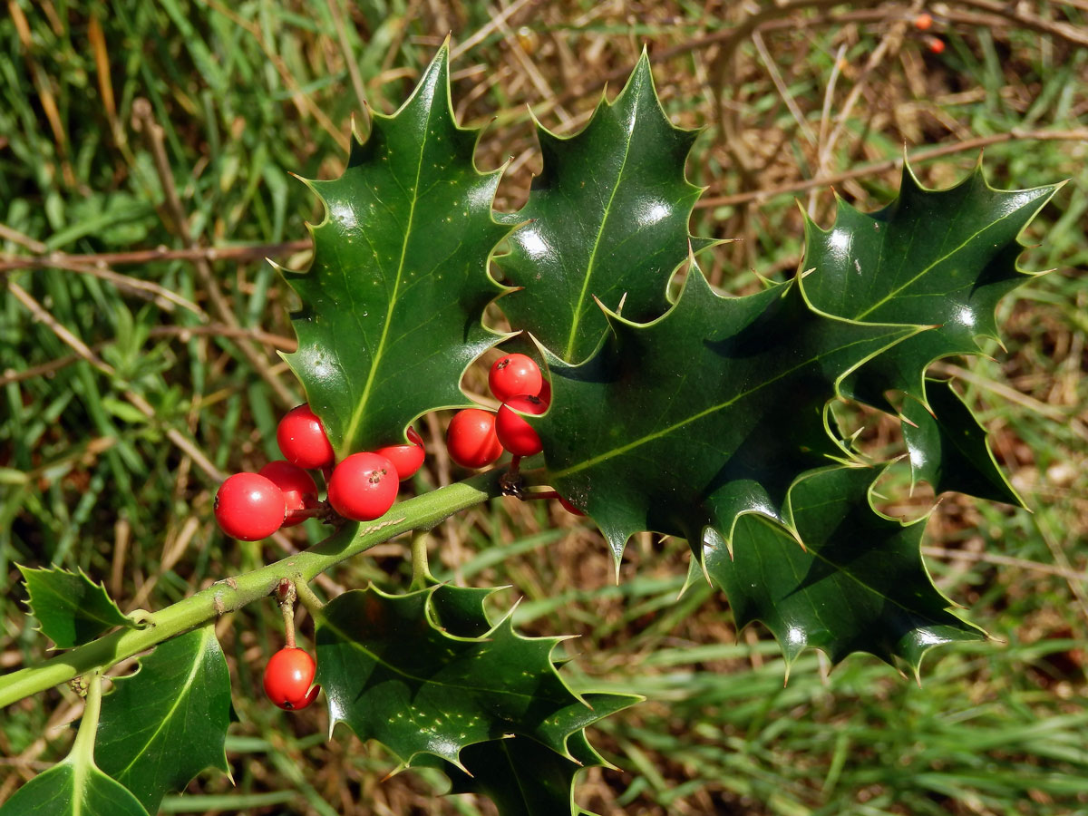 Cesmína ostrolistá (Ilex aquifolium L.)