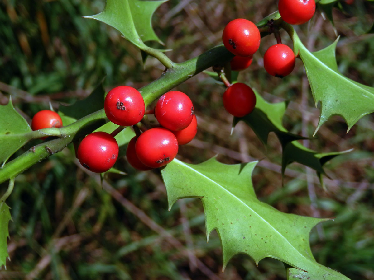 Cesmína ostrolistá (Ilex aquifolium L.)