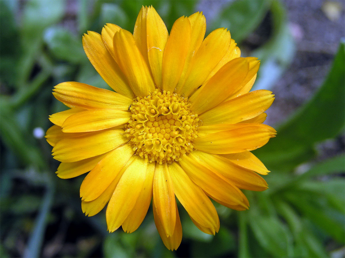 Měsíček lékařský (Calendula officinalis L.)