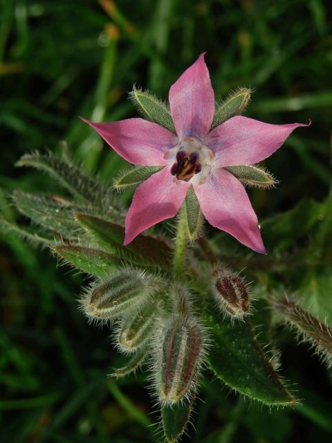 Brutnák lékařský (Borago officinalis L.) s růžovými květy