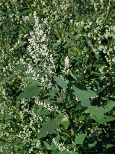 Merlík bílý (Chenopodium album L.)