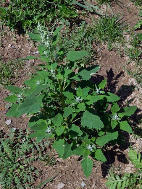 Merlík bílý (Chenopodium album L.)