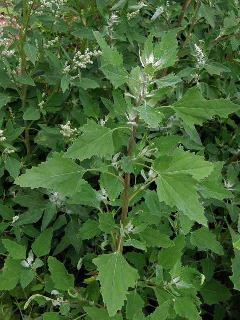 Merlík bílý (Chenopodium album L.)