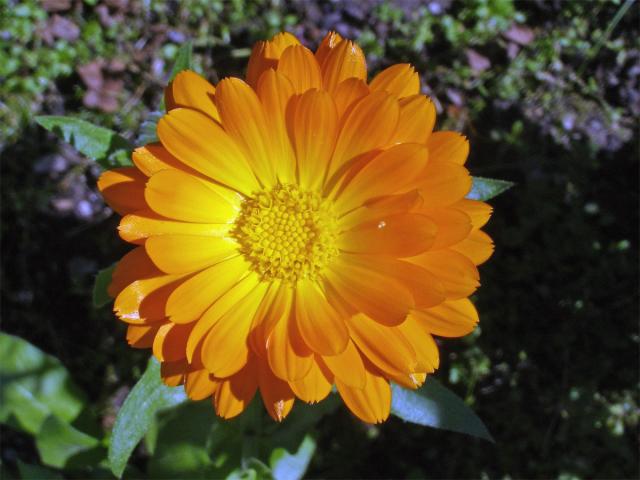 Měsíček lékařský (Calendula officinalis L.)