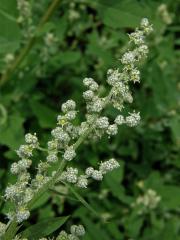 Merlík bílý (Chenopodium album L.)