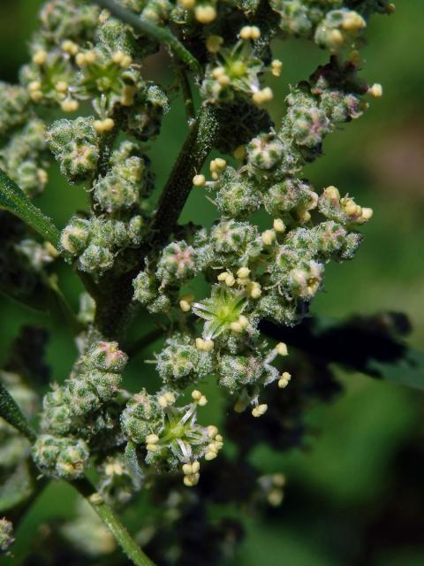 Merlík bílý (Chenopodium album L.)