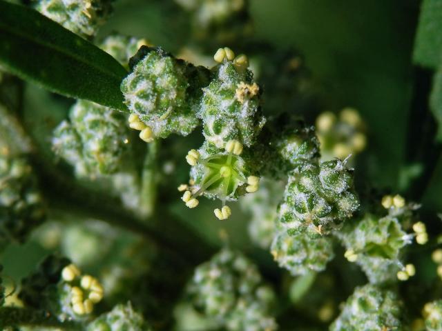 Merlík bílý (Chenopodium album L.)