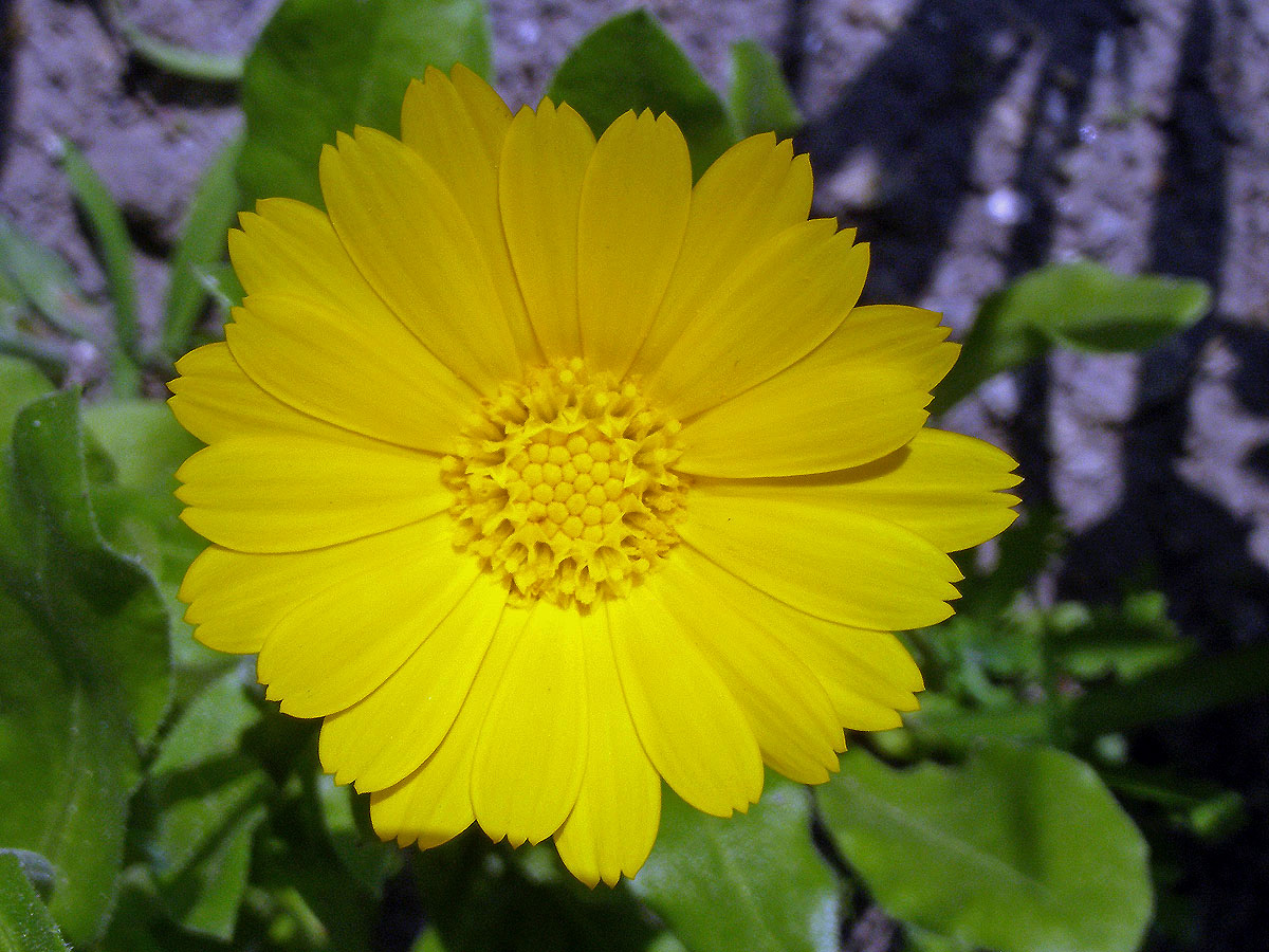 Měsíček lékařský (Calendula officinalis L.)