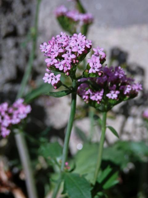 Mavuň (Centranthus macrosiphon Boiss.)